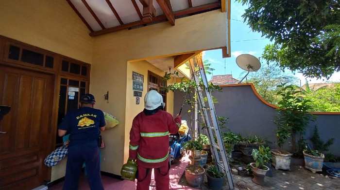 Damkar kota probolinggo musnahkan sarang tawon ndas