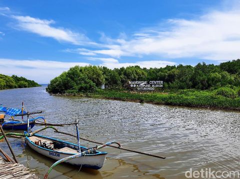Hutan Mangrove Kampung Blekok Situbondo