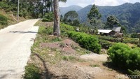 Semilir angin terasa di tengah hijaunya hamparan perkebunan teh. Semakin sempurna dengan suara kicauan burung yang saling bersahutan. Sangat cocok bagi para traveler yang mendambakan suasana alam. (Nur Azis/detikTravel)