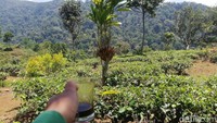 Nah kalau ini, perkebunan teh Margawindu di Sumedang. Paling asyik kalau ke kebun teh ini sambil ngopi di warung-warung pinggir jalan yang menghubungkan antara Desa Citengah di Kecamatan Sumedang Selatan dengan Desa Jayamekar Kecamatan Cibugel. (Nur Azis/detikTravel)