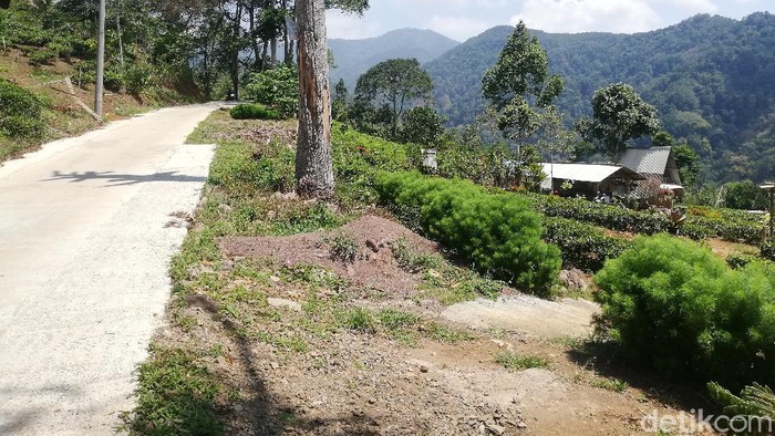 Menikmati Sensasi Alam di Warung Perkebunan Teh Sumedang