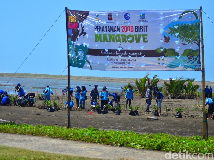 Penanaman pohon mangrove di Pangandaran