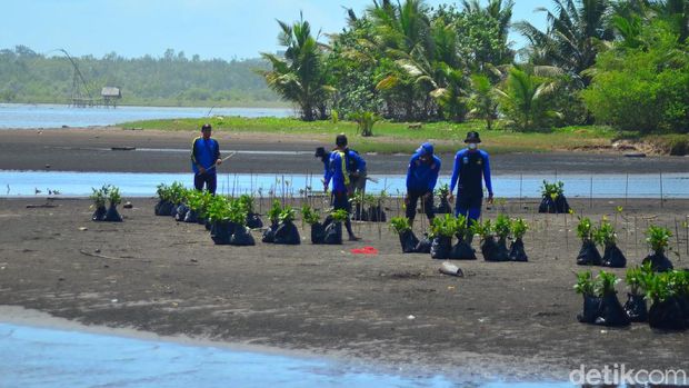 Penanaman pohon mangrove di Pangandaran