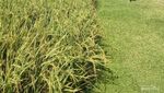 Serasa Main ke Rumah Nenek, Nyantai di Tepi Sawah