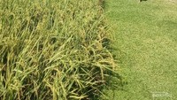Setiap sudut memanjakan mata traveller, berada di sawah itu sejuk di badan, segar di mata.