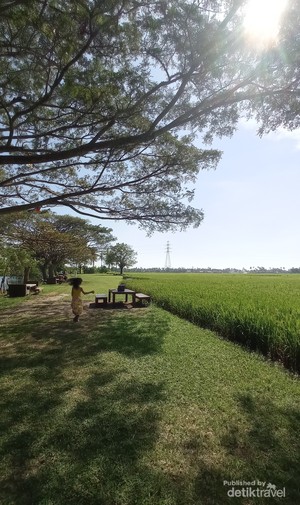 Serasa Main ke Rumah Nenek, Nyantai di Tepi Sawah