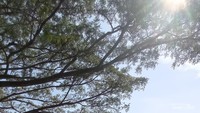 PADI PADI, menyuguhkan hamparan sawah yang asri,