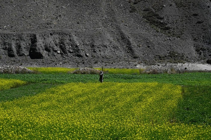 Taliban fighters walk past ammunition along a road in Malaspa area, Bazark district, Panjshir Province on September 15, 2021, days after the hardline Islamist group announced the capture of the last province resisting to their rule. - Under late Afghan commander Ahmad Shah Massoud, the Panjshir fighters earned a legendary reputation for resistance, defending their mountain homes first from the Soviet military for a decade, then throughout a civil war, then the last Taliban regime from 1996-2001. (Photo by WAKIL KOHSAR / AFP)