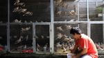 Bangkit dengan Beternak Burung Puter Pelung Trah Juara