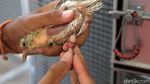 Bangkit dengan Beternak Burung Puter Pelung Trah Juara