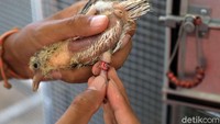 Menurut Endang Tonari pemilik Eton Bird Farm ini dalam sebulan dia bisa menangkarkan 15-20 anakan pelung puter trah juara.