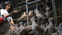 Anakan puter ini biasa dijual antara 500 ribu hingga 15 juta rupiah.