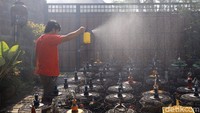 Burung puter ini sudah jadi burung kelangenan dan anggungan bagi masyarakat Jawa, bahkan di kalangan kraton.