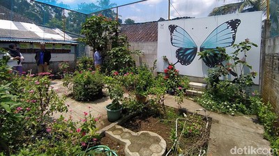 Begini Penangkaran Kupu-kupu Buatan Pasutri di Magelang