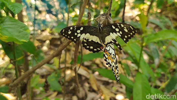 Begini Penangkaran Kupu-kupu Buatan Pasutri di Magelang Adapun penangkaran kupu-kupu ini namanya Borobudur Butterfly Edu (BBE). Pasutri ini memanfaatkan ruangan garasi yang disulap menjadi galeri. Sedangkan penangkaran kupu-kupu memanfaatkan lahan yang berada di belakang rumahnya.