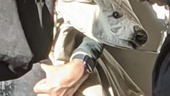 “Mengambil foto ini saat di kereta. Lihat jaket putih mirip dengan hewan beruang atau anjing? Foto: Brightside