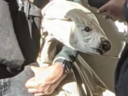 Kumpulan Foto Unik yang Sulit Dicerna Otak