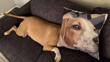 Hanks, nama anjing ini yang gemar tidur di bawah bantal favoritnya. Foto: Brightside