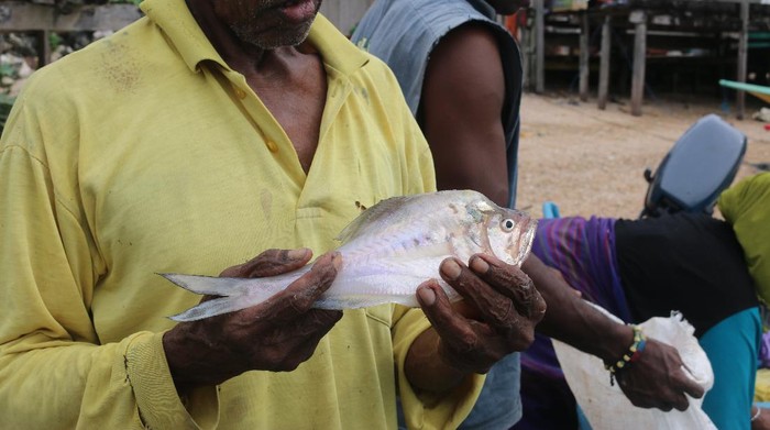 Ikan ini punya badan pipih dan tinggi, seperti belah ketupat memanjang. Disebut ikan kaca karena pada sisi kanan kiri berwarna perak.