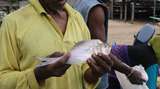Ikan yang Unik dari Papua, Disebut Ikan Kaca dan Perawat