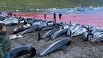 Ini Potret Ribuan Lumba-lumba yang Dibunuh di Kepulauan Faroe