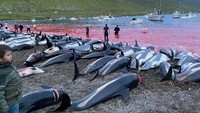 Kumpulan lumba-lumba bersisi putih (white-sided dolphin atau leucopleurus acutus) didorong dari tengah laut ke daerah sempit di pinggir laut di antara tebing atau bukit terjal wilayah Atlantik Utara, Minggu (12/9). Perahu menggiring lumba-lumba ke perairan dangkal di pantai Skalabotnur di Eysturoy, di mana kemudian dibantai dengan pisau secara massal.