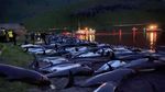 Ini Potret Ribuan Lumba-lumba yang Dibunuh di Kepulauan Faroe