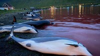 Tampak air laut menjadi merah oleh darah lumba-lumba.