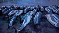 Perburuan mamalia laut, terutama paus, adalah tradisi yang telah dipraktikkan selama ratusan tahun di Kepulauan Faroe yang terpencil. Perburuan mamalia laut dikenal sebagai grind atau Grindadrap dalam bahasa Faroe.