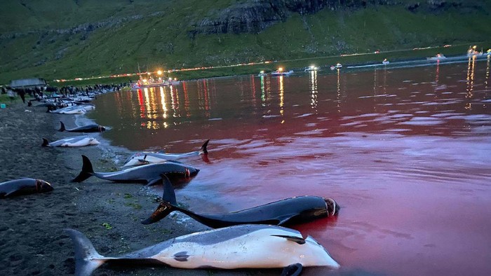 Ini Potret Ribuan Lumba-lumba yang Dibunuh di Kepulauan Faroe In this image released by Sea Shepherd Conservation Society the carcasses of dead white-sided dolphins lay on a beach after being pulled from the blood-stained water on the island of Eysturoy which is part of the Faeroe Islands Sunday Sept. 12, 2021. The dolphins were part of a slaughter of 1,428 white-sided dolphins that is part of a four-century-old traditional drive of sea mammals into shallow water where they are killed for their meat and blubber. The hunt in the North Atlantic islands is not commercial and is authorized, but environmental activists claim it is cruel. (Sea Shepherd via AP)