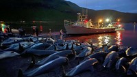 Perburuan lumba-lumba di Kepulauan Faroe kini menjadi perhatian internasional. Pasalnya, 1.400 lebih mamalia itu dibunuh dalam satu hari yang diyakini memecahkan rekor tangkapan sepanjang massa.