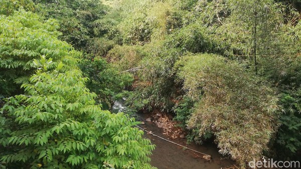 Aliran sungai Cipeles dan pepohonan besar menjadi pemandangan yang ada di lembah jurang Cadas Pangeran.  Aliran sungai Cipeles dan pepohonan besar menjadi pemandangan yang ada di lembah jurang Cadas Pangeran. Â