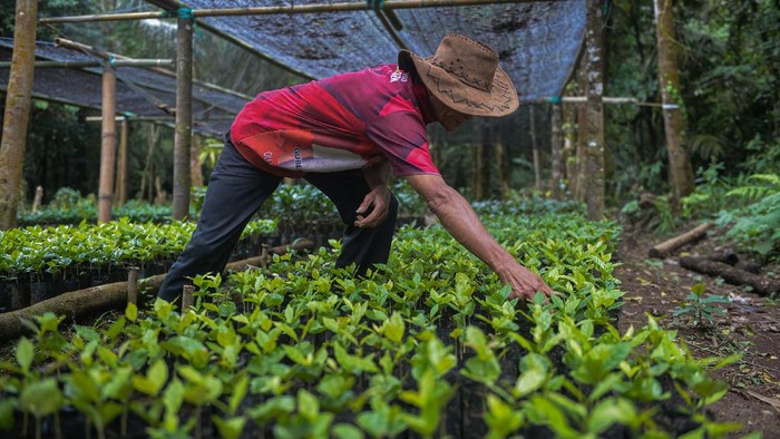 PRIMADONA BARU KOPI NUSANTARA Berbicara tentang kopi, Sulawesi Utara memiliki kopi yang tak kalah cita rasanya jika dibandingkan dengan kopi lokal daerah lain. Tumbuh di atas ketinggian 800 meter di atas permukaan laut, kopi Koya Minahasa mulai menjadi primadona tersendiri bagi pecinta kopi.