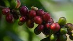 Primadona Baru Kopi Nusantara