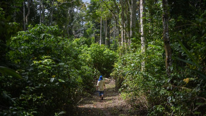 Berbicara tentang kopi, Sulawesi Utara memiliki kopi yang tak kalah cita rasanya jika dibandingkan dengan kopi lokal daerah lain. Tumbuh di atas ketinggian 800 meter di atas permukaan laut, kopi Koya Minahasa mulai menjadi primadona tersendiri bagi pecinta kopi.