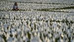 Ribuan Bendera Putih Untuk Mereka yang Gugur Karena COVID-19