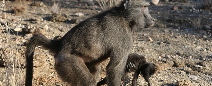 Alecia Carter/Tsaobis Baboon Project