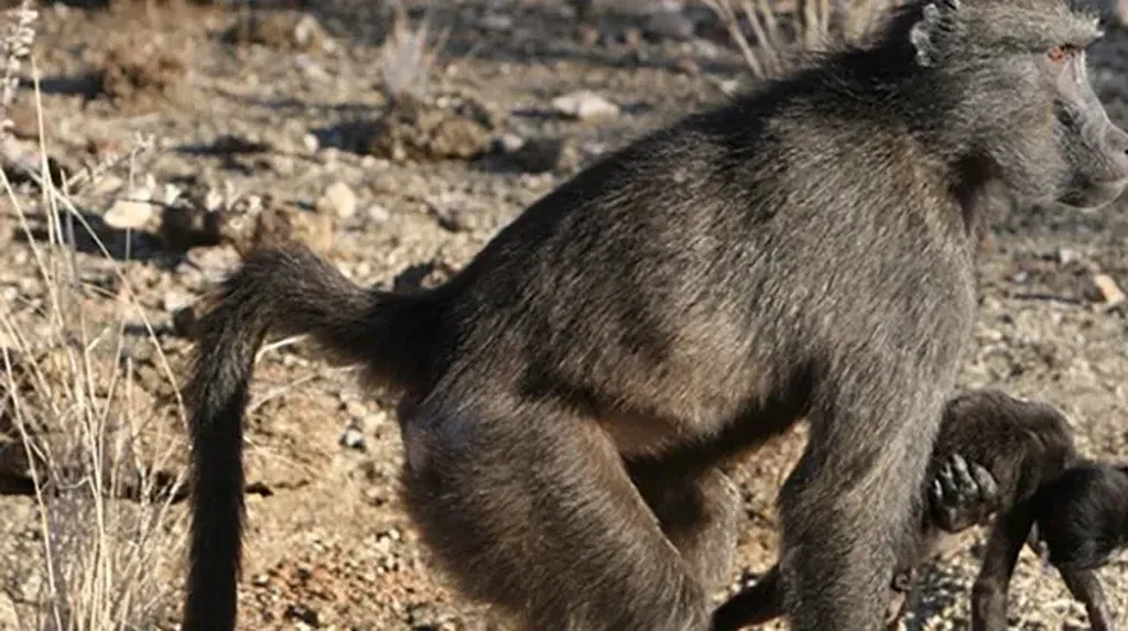 Kisah Sedih Bayi Afrika, Tewas Diculik Kawanan Monyet dari Dekapan Ibu