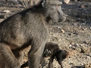 Kisah Sedih Bayi Afrika, Tewas Diculik Kawanan Monyet dari Dekapan Ibu