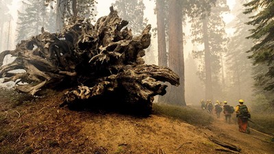 Pohon Raksasa di California Terancam Punah oleh Kebakaran Hutan