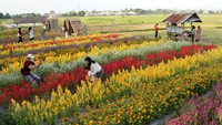 Pengunjung menikmati suasana kebun bunga di objek wisata Rainbow Garden di Kabupaten Gowa, Sulawesi Selatan, Sabtu (18/9/2021). (ANTARA FOTO/Arnas Padda)
