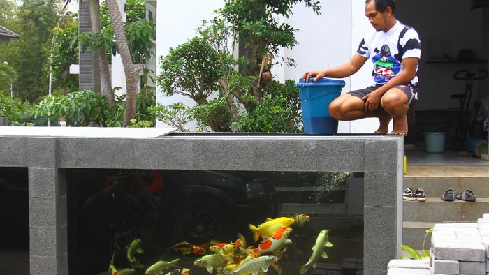 Ngga Biasa, Pagar di Rumah Ini Berbentuk Kolam Ikan Koi Rumah seorang pengusaha ikan di Malang jadi sorotan. Pasalnya pagar rumah tersebut berbentuk kolam yang dihiasi beragam ikan koi. Penasaran?