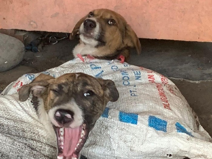 Penampakan anjing yang diamankan dari rumah jagal di Bantul