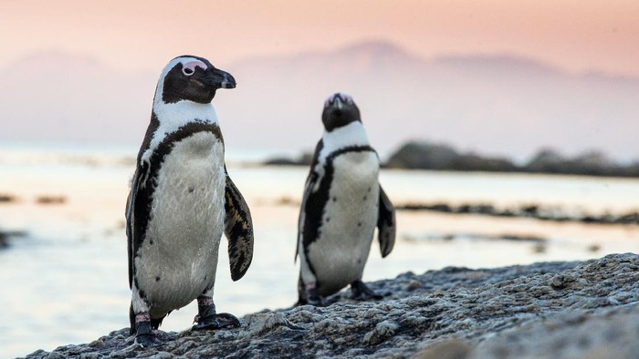African penguins on the stone in evening twilight. African penguin ( Spheniscus demersus) also known as the jackass penguin and black-footed penguin. Boulders colony. South Africa