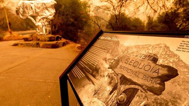 Pohon General Sherman dibungkus dengan aluminium foil di Taman Nasional Sequoia, California