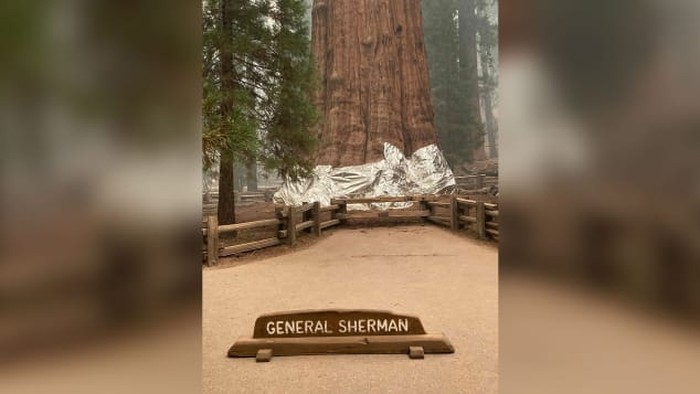 Pohon General Sherman dibungkus dengan aluminium foil di Taman Nasional Sequoia, California