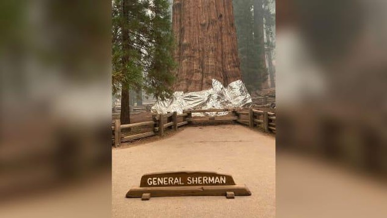 Pohon General Sherman dibungkus dengan aluminium foil di Taman Nasional Sequoia Pohon General Sherman dibungkus dengan aluminium foil di Taman Nasional Sequoia, California