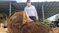 Dedy menjelaskan, selain kedua pelaku pihaknya juga mengamankan barang bukti gergaji mesin, 13 batang pohon jenis Sonokeling dengan rincian 2 batang dengan panjang 1 meter dan diameter 18 sentimeter, 1 batang panjang 0,9 meter diameter 2 sentimeter. Sementara batang pohon lainnya diamankan di Perhutani.