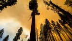 Pohon Raksasa di California Terancam Punah oleh Kebakaran Hutan