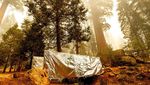 Pohon Raksasa di California Terancam Punah oleh Kebakaran Hutan